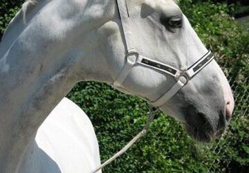 Renault Captur 7.000 km 22.500 &euro; Aalen 73433