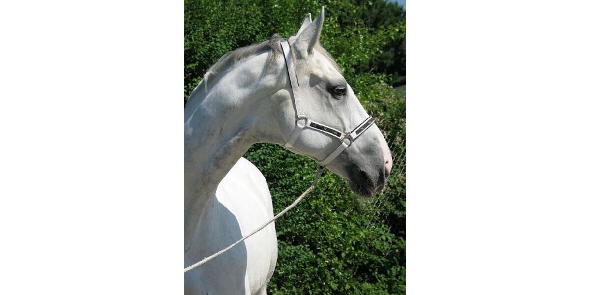 Renault Captur 7.000 km 22.500 &euro; Aalen 73433